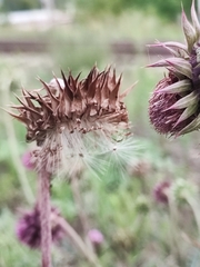 Carduus nutans