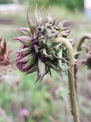 Carduus nutans
