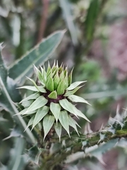 Carduus nutans