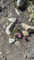 Psephellus caucasicus