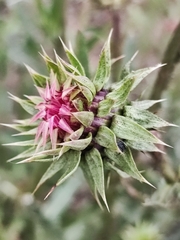 Carduus nutans