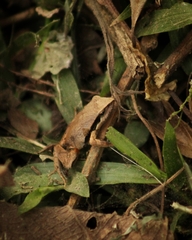 Physalaemus gracilis