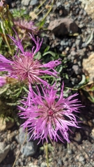 Psephellus caucasicus