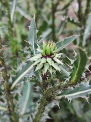 Carduus nutans