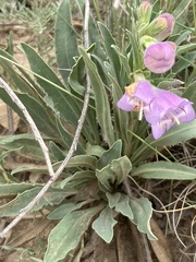Penstemon jamesii