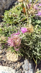 Psephellus caucasicus