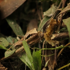 Physalaemus gracilis