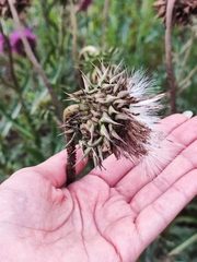 Carduus nutans