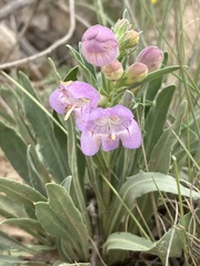Penstemon jamesii