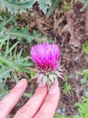 Carduus nutans