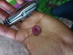 Marasmiineae