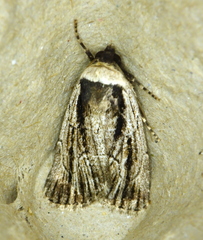 Sympistis badistriga