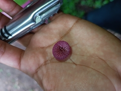 Marasmiineae