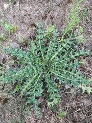 Carduus nutans
