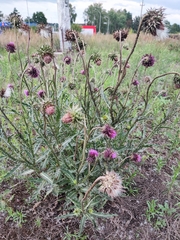 Carduus nutans