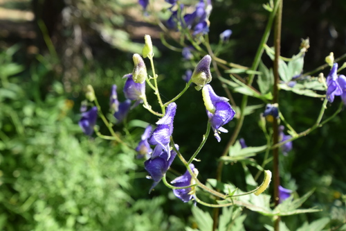 iNaturalist observation photo of Butterflies and Moths