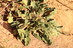 Convolvulus cantabrica