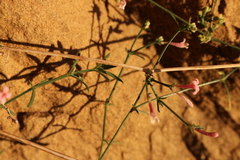Asperula aristata