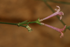 Asperula aristata