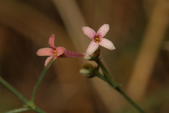 Asperula aristata