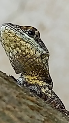 Tropiduridae