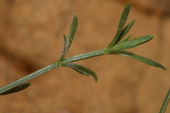 Asperula aristata
