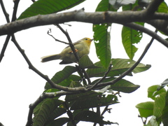 Metopothrix aurantiaca