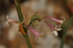 Asperula aristata