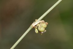 Asperula aristata