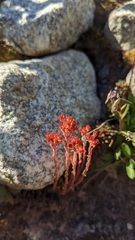 Sedum tenellum