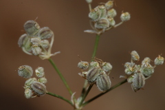 Deverra scoparia scoparia
