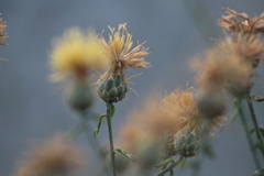 Centaurea ornata