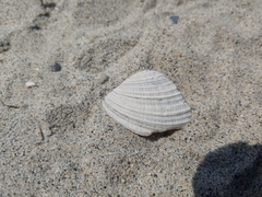 Chione californiensis