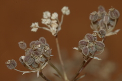 Deverra scoparia scoparia