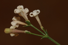 Asperula aristata