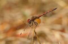 Trithemis werneri