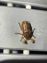 Polyphylla variolosa