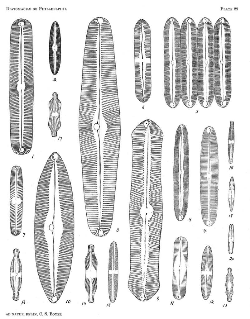 Pinnularia brauniana