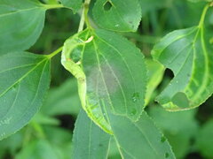 Trichochermes walkeri