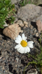 Leucanthemopsis