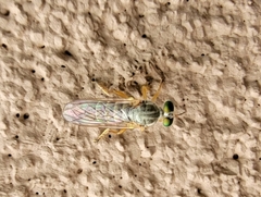 Atomosia mucida
