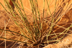Asperula aristata