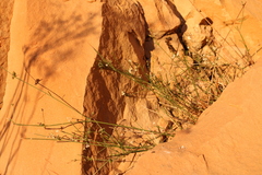 Asperula aristata