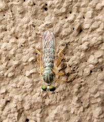 Atomosia mucida