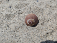 Glossaulax reclusiana