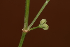 Asperula aristata