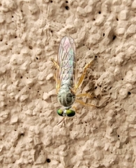 Atomosia mucida