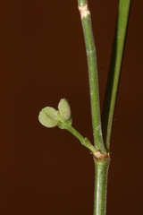Asperula aristata