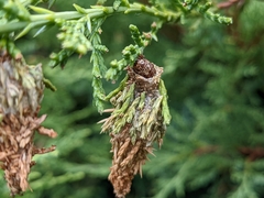 Choristoneura houstonana