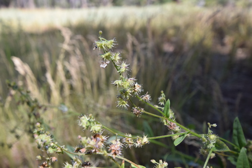 iNaturalist observation photo of True Bugs, Hoppers, Aphids, and allies
